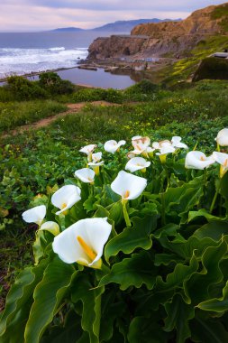Vahşi Calla Lilly günbatımı sırasında 
