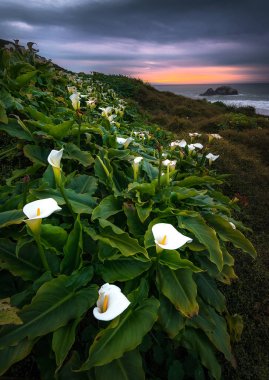 Vahşi Calla Lilly günbatımı sırasında 