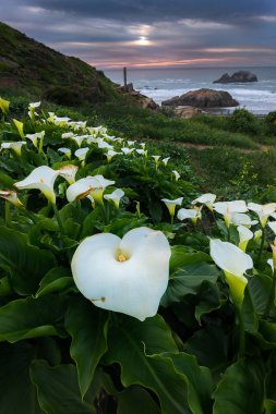 Wild Calla Lilly during sunset  clipart