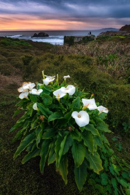 Vahşi Calla Lilly günbatımı sırasında 