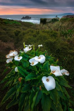 Vahşi Calla Lilly günbatımı sırasında 