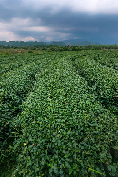 Tayland 'da yeşil çay tarlası — Stok fotoğraf
