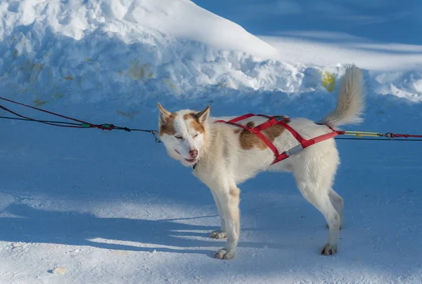 Cão trenó no Alasca durante o inverno — Fotografia de Stock