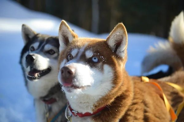 Trineo para perros en Alaska durante el invierno — Foto de Stock