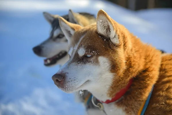 Cão trenó no Alasca durante o inverno — Fotografia de Stock