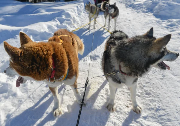 Έλκηθρο σκύλων στην Αλάσκα κατά τη διάρκεια του χειμώνα — Φωτογραφία Αρχείου