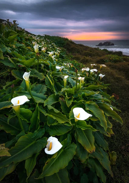 Wild Calla Lilly during sunset — Stock Photo, Image