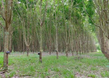 İş için kauçuk ağaçları