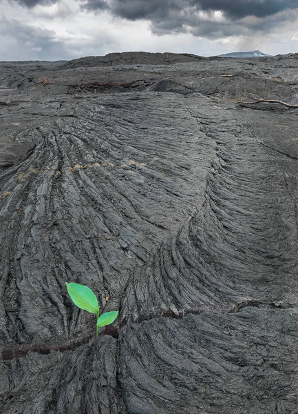 Planta renascida em terra morta — Fotografia de Stock