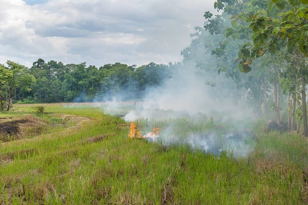 Contaminación en Tailandia por la quema de paja de arroz . — Foto de Stock