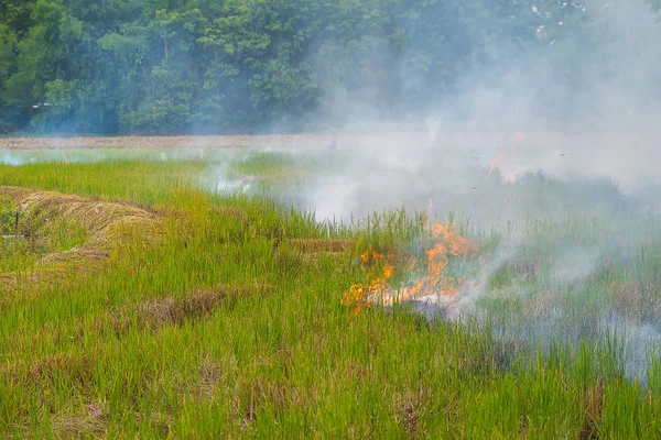 Contaminación en Tailandia por la quema de paja de arroz . — Foto de Stock