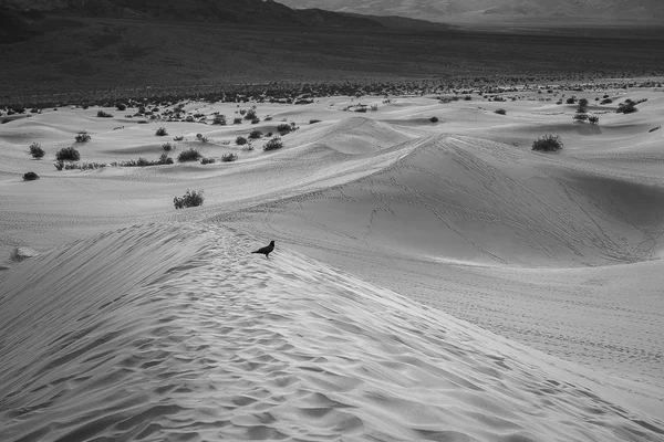 Mesquite Flat Sand Dunes, Parque Nacional del Valle de la Muerte — Foto de Stock