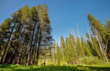 Ormanda tek başına duran