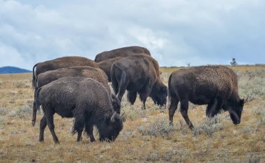 Ulusal parkta vahşi Bison