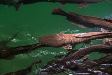Doğal havuzda vahşi kedi balığı