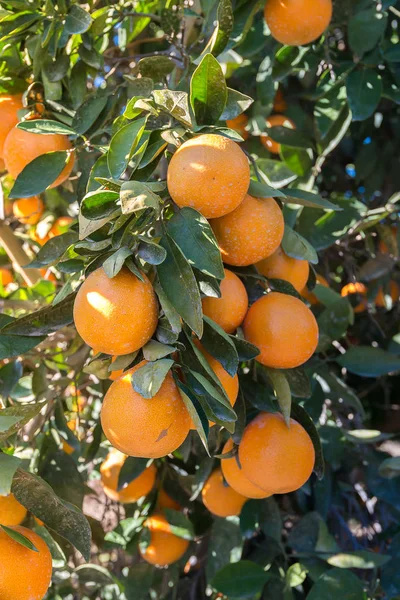 カリフォルニアのオレンジ農場 — ストック写真