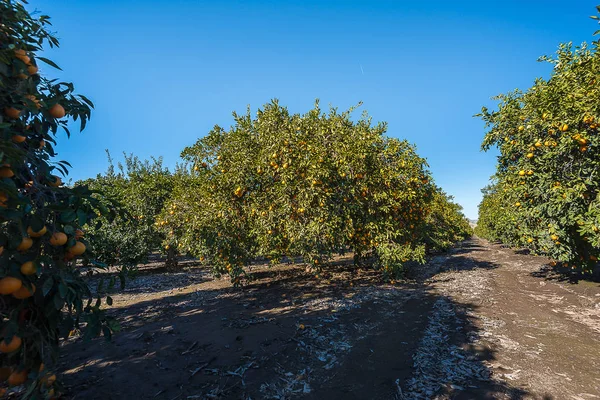 Kaliforniya'da turuncu çiftlik