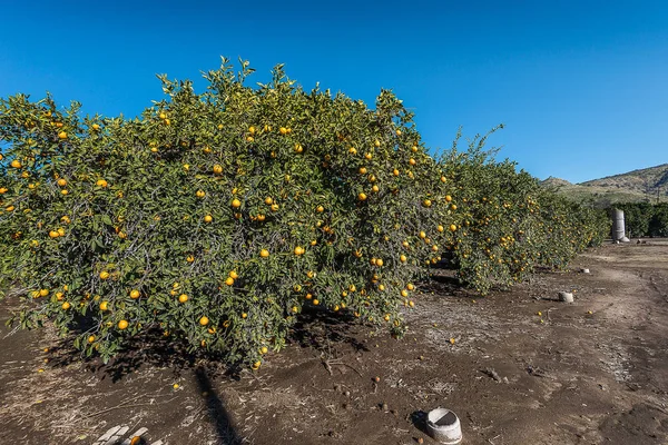 Orange gård i Kalifornien — Stockfoto