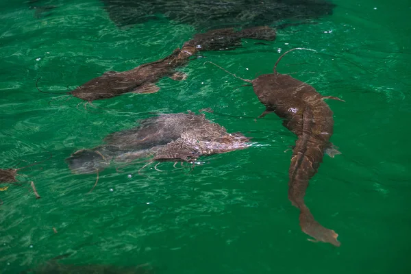 Doğal havuzda vahşi kedi balığı