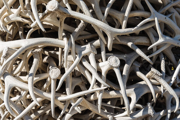 Elk Antlers in Town Square, Jackson WY