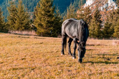 Sonbahar manzarasında güzel bir atın portresi..