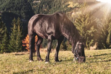 Sonbahar manzarasında güzel bir atın portresi..