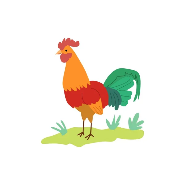 Colorful cartoon rooster standing on green grass - flat vector illustration