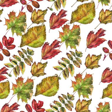 çeşitli sonbahar yaprakları