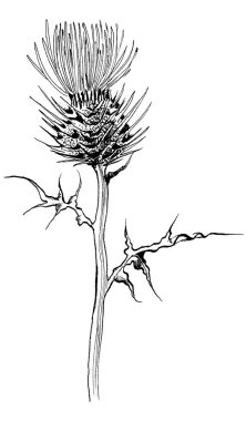 graphic Thistle flower