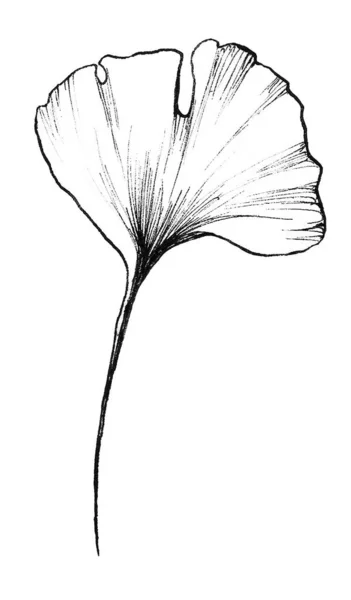 Graphic Ginkgo biloba leaf — 스톡 사진