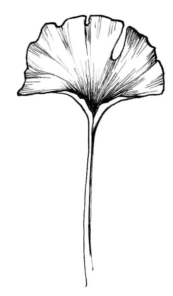 Graphic Ginkgo biloba leaf — Stok fotoğraf
