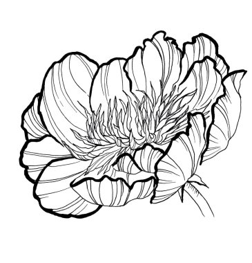 Şakayık el çizgileri