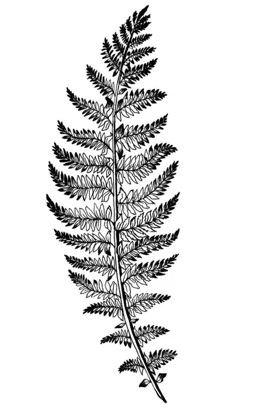 Fern sprig hand-drawn — Stockfoto