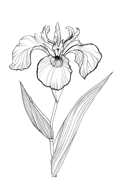 Iris květinová ručně kreslená vložka — Stock fotografie