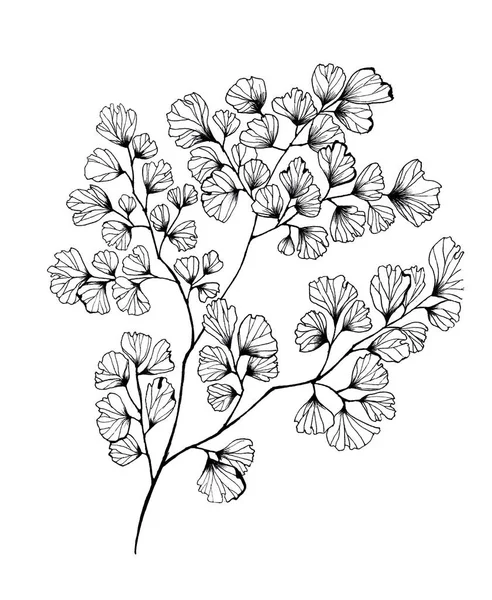 Maidenhair fern hand-drawn — стоковое фото