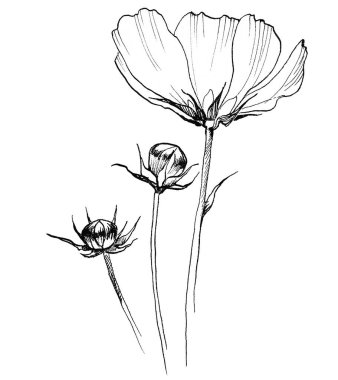 Tarla çiçeği kosmeya