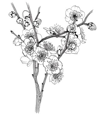 Kiraz çiçeği dalı.