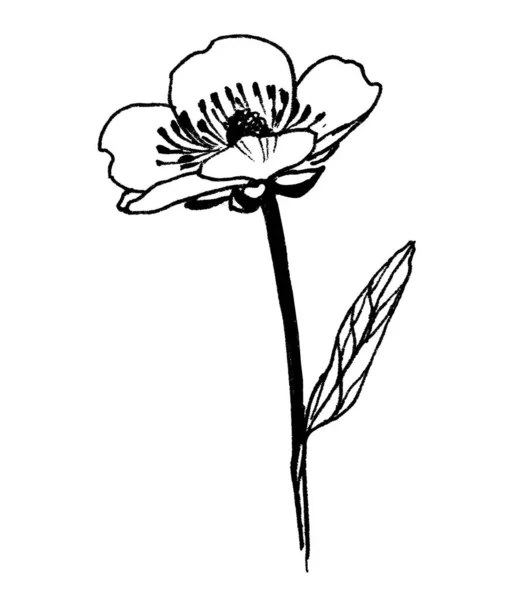 Grafik Düğünçiçeği, Ranunculus çiçeği — Stok fotoğraf
