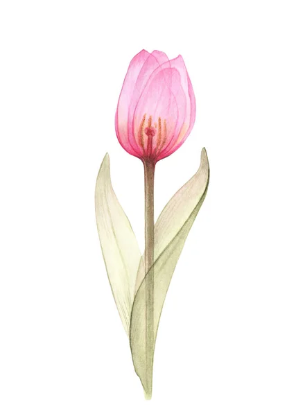 Transparent Tulip of pale pink color — Stock Photo, Image