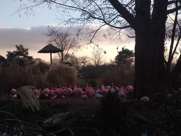 Rózsaszín Flamingók Naplemente — Stock Fotó