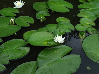 Bataklıkta beyaz zambak, nilüferler