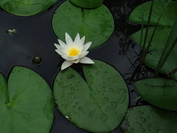 white lily in the swamp, water lilies