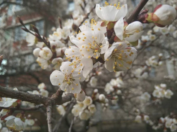 White Apricot Blossoms Street — Stock Photo, Image