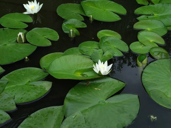 white lily in the swamp, water lilies