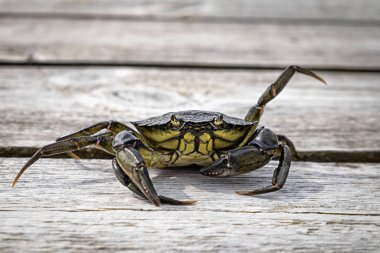 Deniz yosunu yengeci.