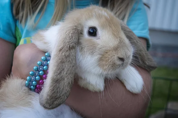 Bir tavşana yaklaş..