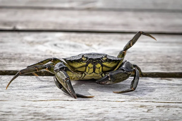 Deniz yosunu yengeci.