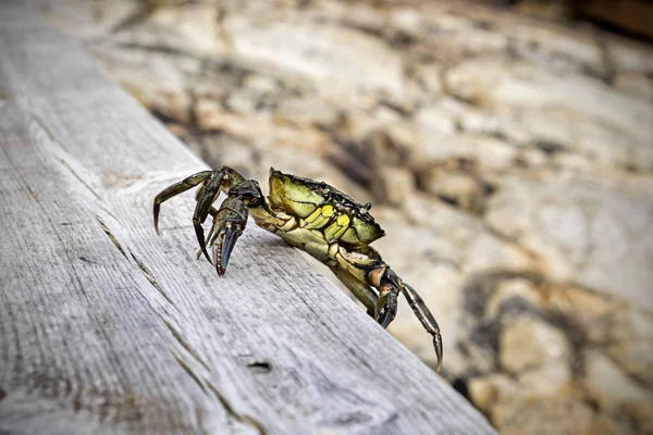 Deniz yosunu yengeci.
