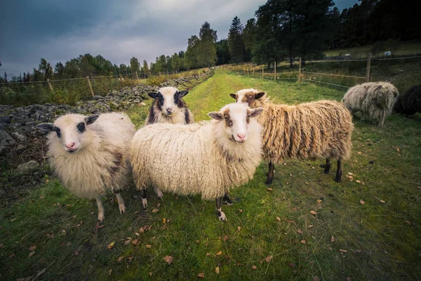 Group ofsSheep. — Stock Photo, Image