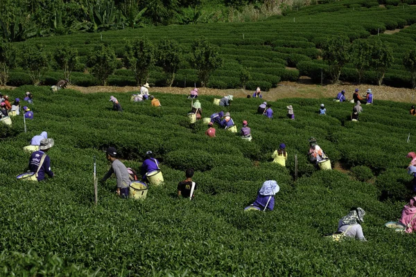 Chang Rai Tayland 'da çay topluyorum..